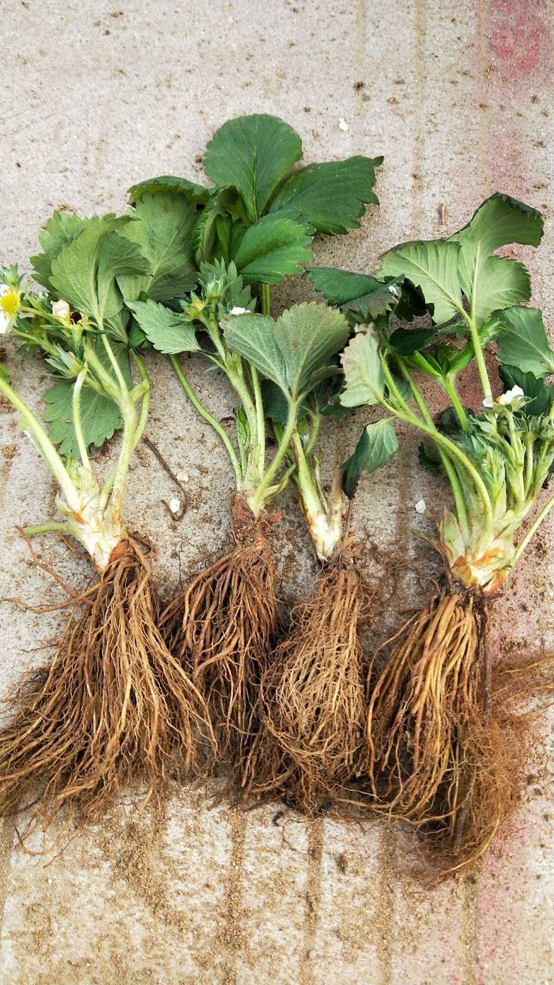  基地常年供应草莓苗品种齐全，量大优惠