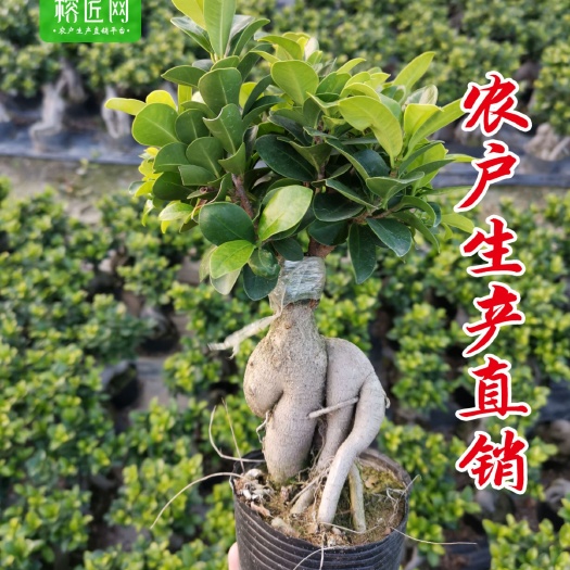 漳浦县人参榕树盆景地瓜榕盆景规格齐农户基地产销