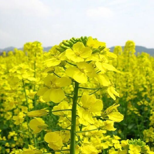 三台县 菜花蜜，枣花蜜，百花蜂蜜，枇杷花蜂蜜，荆花蜂蜜