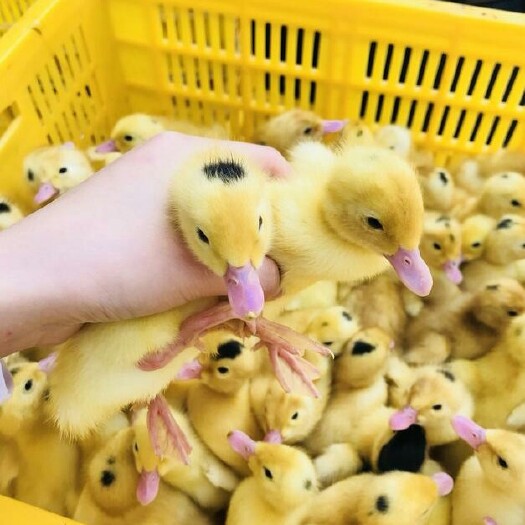 南宁一点头鸭苗 保证质量
