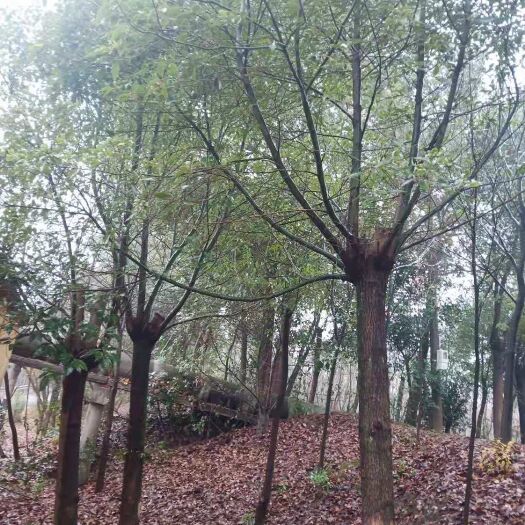 海宁市樟树苗 ，我基地大量供应2/10公分的光杆香樟，杀头冒20/30公分