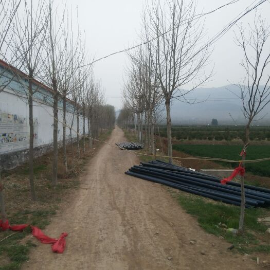 肥城市速生法桐 量大，好装车
