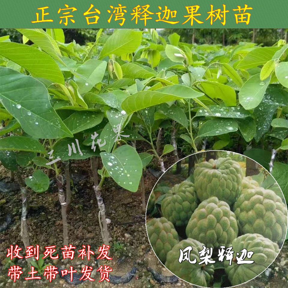  释迦果树苗番荔枝释迦果苗佛头果佛陀果亚特大果子洋菠萝水果树苗