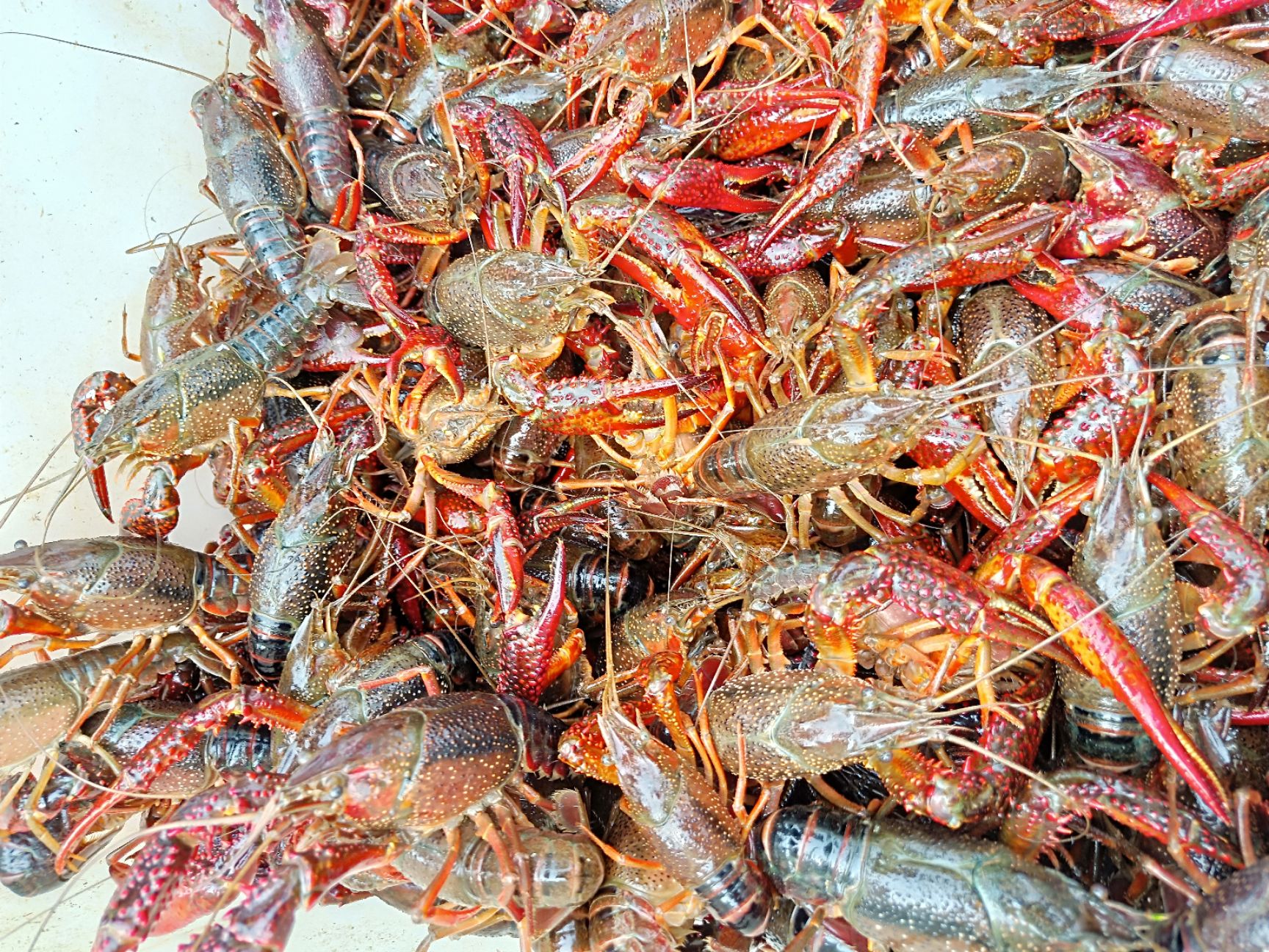  巢湖生态养殖小龙虾，