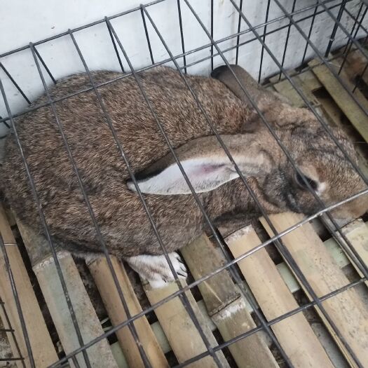 嘉祥县 兔子杂交兔比利时种兔