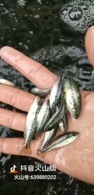 眉山 加州鲈鱼大口黑鲈鱼苗