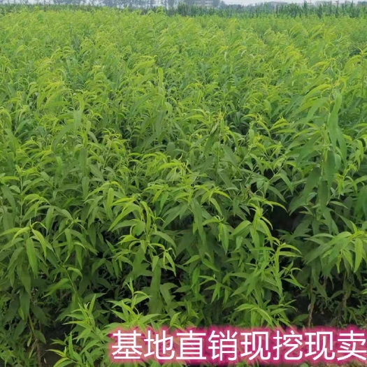 平邑县毛桃苗 黄桃苗，占地桃树货源充足，保证质量。
