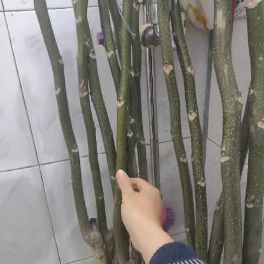 平邑县纸皮核桃苗  核桃苗，核桃树，薄皮核桃，