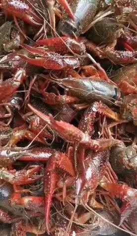 潜江市潜江小龙虾 4-6钱 人工养殖