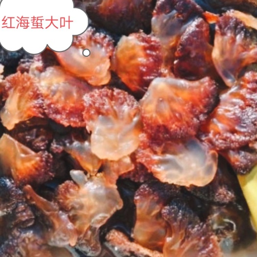 海蜇加工货源地！适合所有需求，做即食厂以及南方市场都是好货