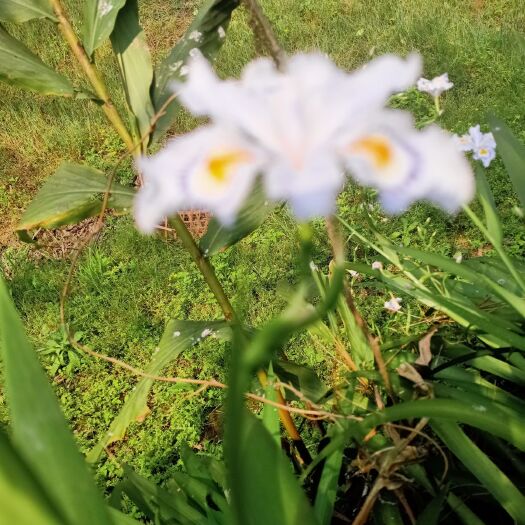 习水县 贵州花草药大量供应鸢尾苗花
