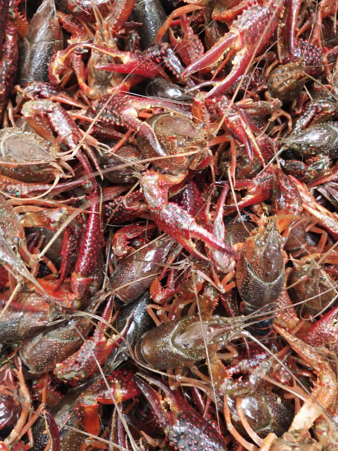  巢湖生态养殖小龙虾，