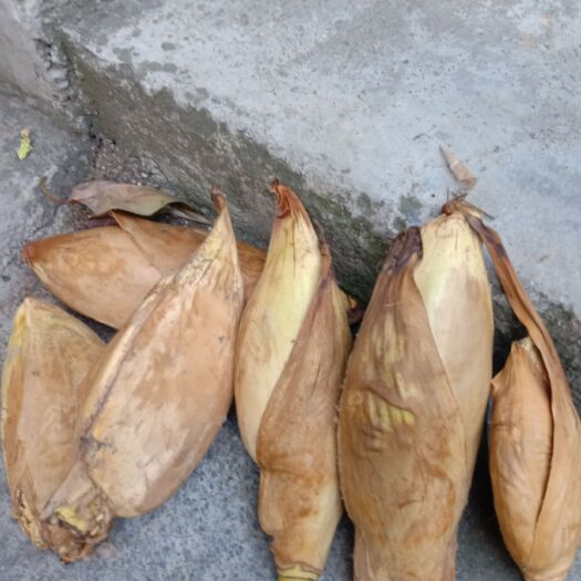瓮安县原生型 大量供应贵州省新鲜棕树玉米，口感舒服，如有需要欢迎恰谈