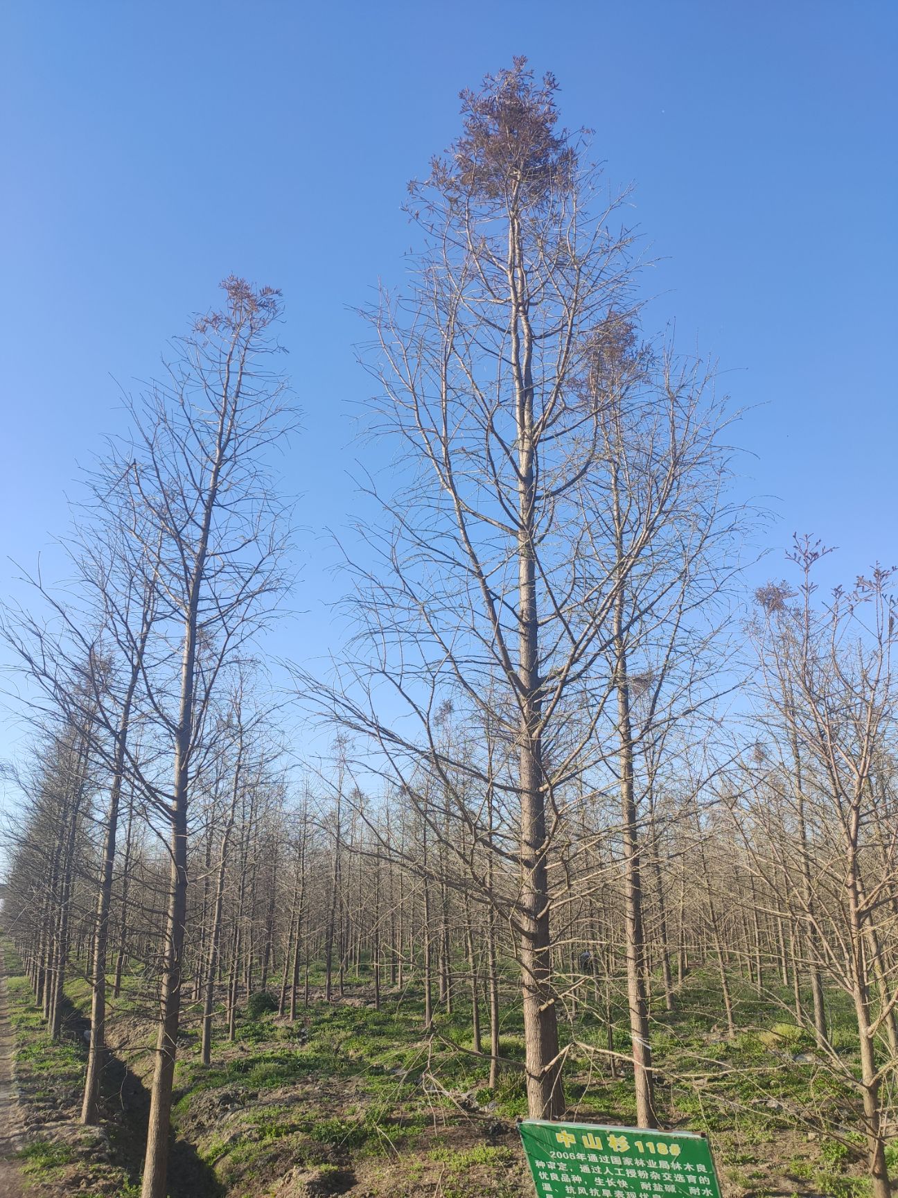 盐城中山杉图片