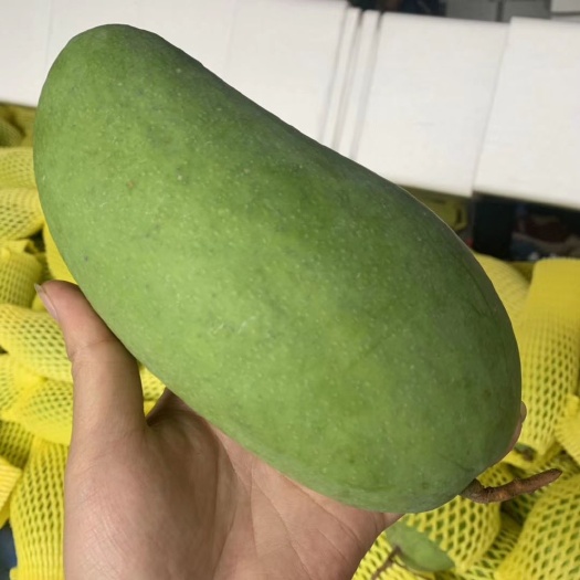 上林县越南大青芒  净重9斤大果  一件代发
