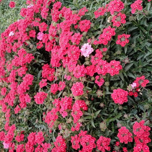 昆明 美女樱大量供应