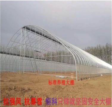 天津 养殖大棚  种植大棚  大棚骨架