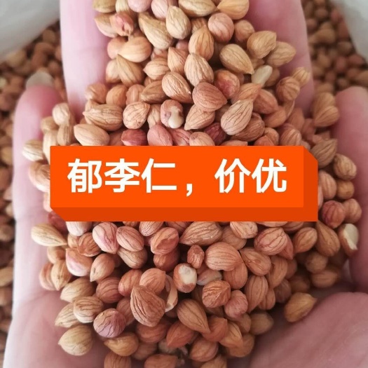 安国市郁李仁
