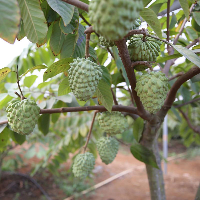  释迦果树苗番荔枝释迦果苗佛头果佛陀果亚特大果子洋菠萝水果树苗