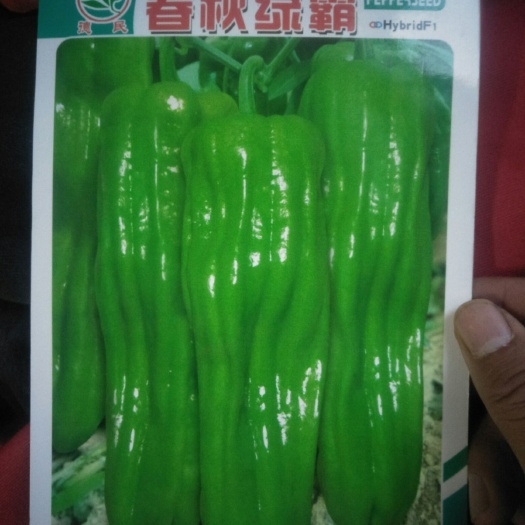 青椒苗 苏椒5号潢皮菜椒苗高抗病病结到下霜专业蔬菜大棚育苗