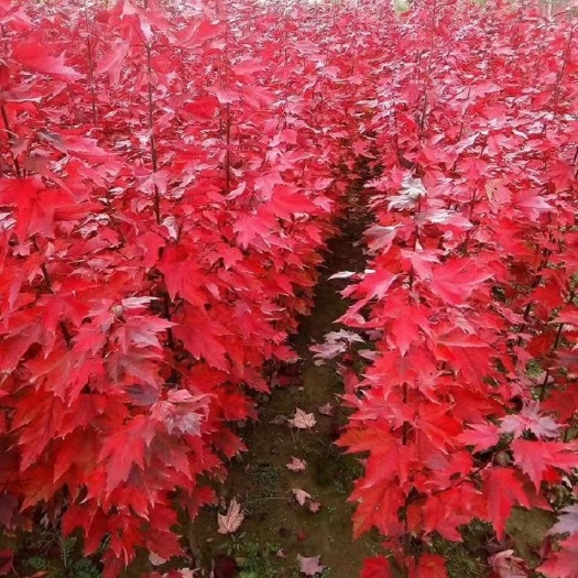 邳州市美国红枫最好的品种_红冠