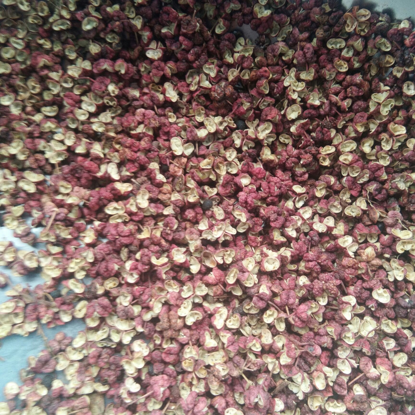 大红袍花椒 花椒叶 特级 干花椒