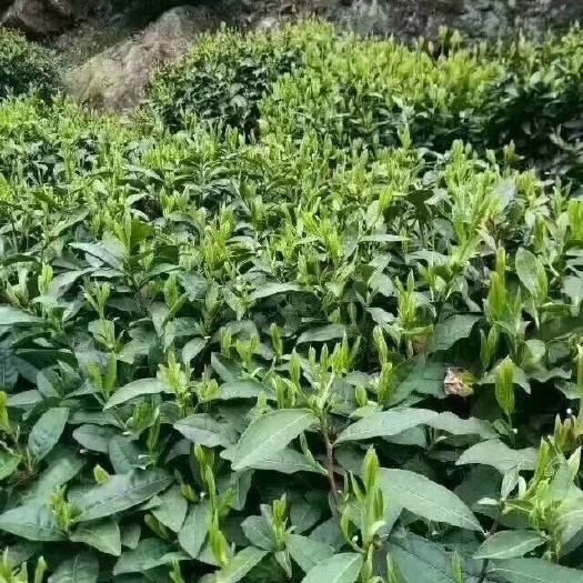 霍山县霍山黄芽 1-2年