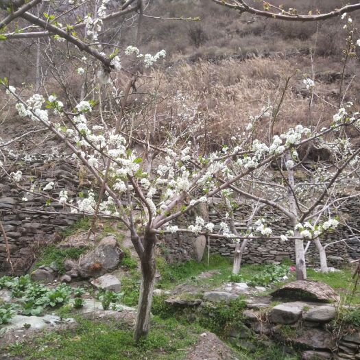理县 大樱桃 红脆李开花啦