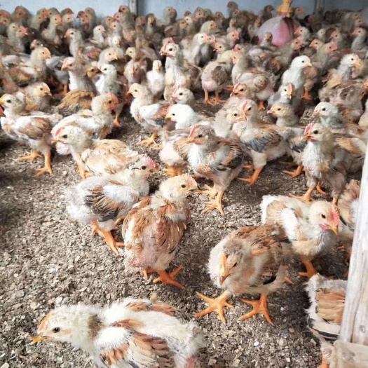 玉林 K9童鸡苗   统货   好养好销 肉鸡中的优选品种