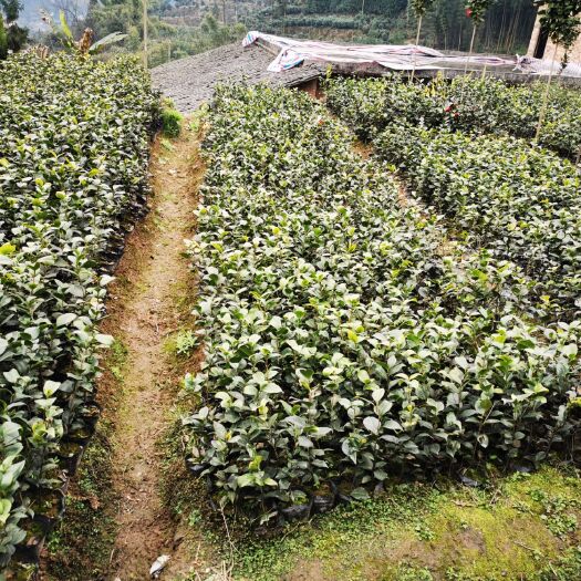 高县 茶花杯苗