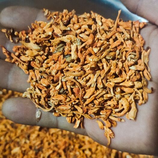 北虫草 (短草碎草) 虫草素提取入口:虫草素提取，药厂食品厂