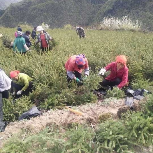 天祝县 红皮云杉