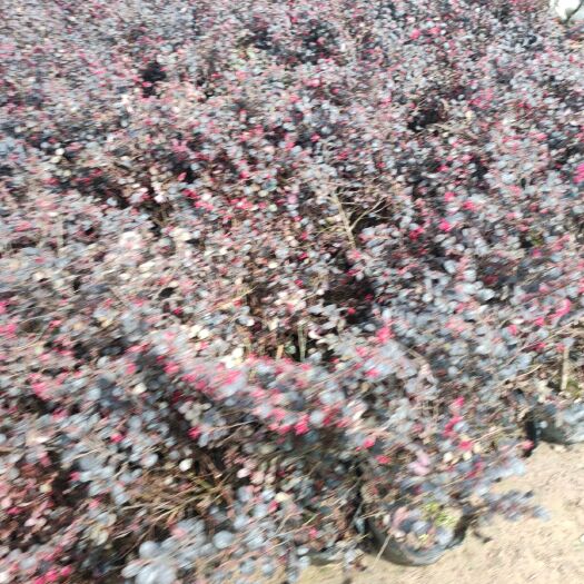 沭阳县 红花继木苗红花继木球工程苗大量