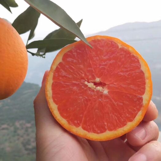 秭归县 中华红橙