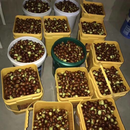 北票市金丝枣苗 金丝大枣苗