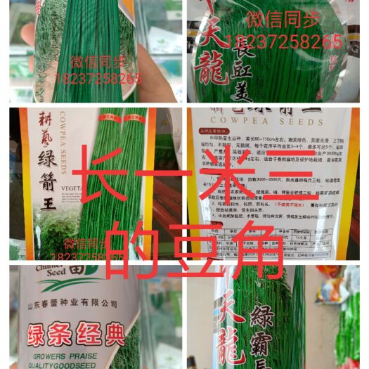  长青豆角种子