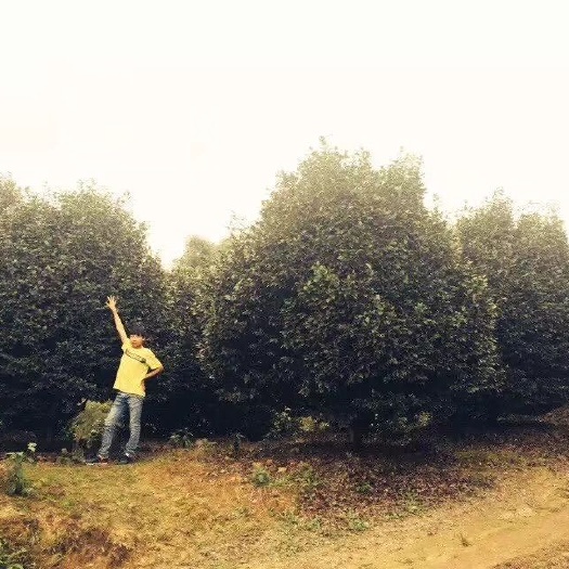 高县 原生精品大茶花