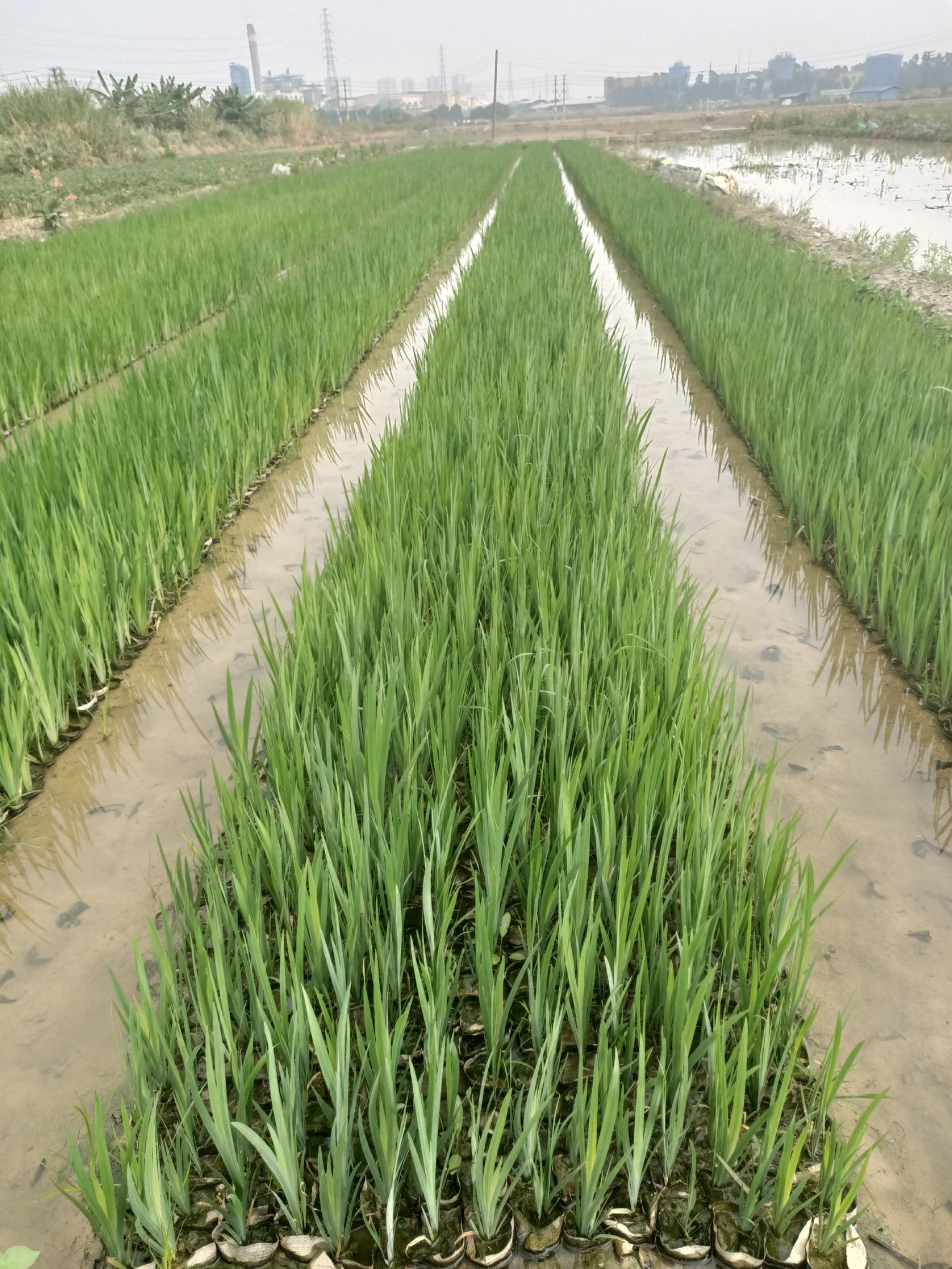  黄菖蒲  基地直供  绿化工程袋苗  大量优质现货