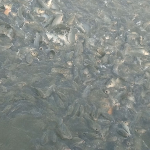 绥阳县 鲤鱼苗