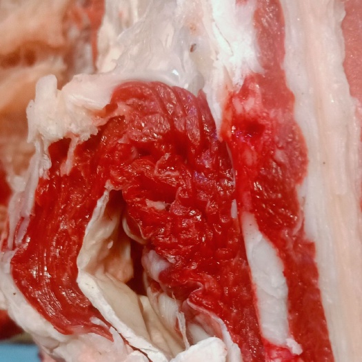 银川 黄牛牛腩肉