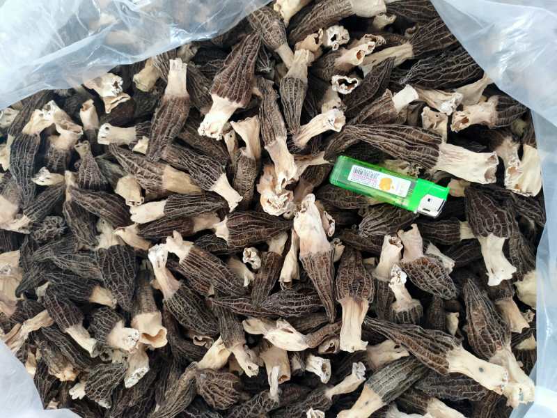 贵州黔南羊肚菌