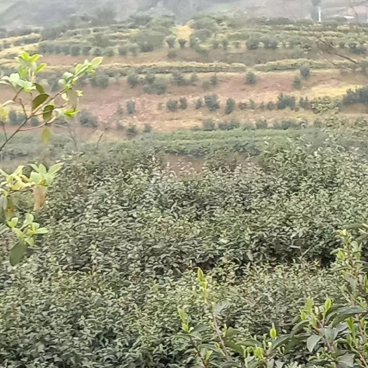 酉阳竹叶青茶 重庆市酉阳县宜居双池茶