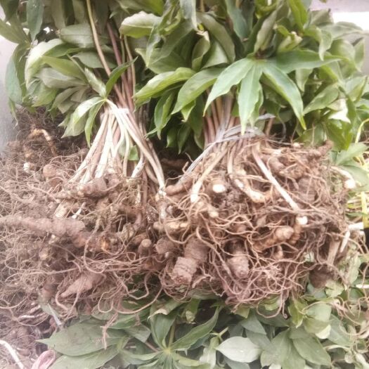 正宗华重楼苗，需要种植重楼苗的老板可以订购了。