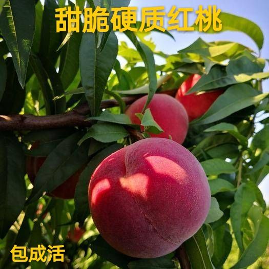 平邑县红桃苗  硬质红桃树苗 品种保真  基地直发 口感脆甜 优质苗