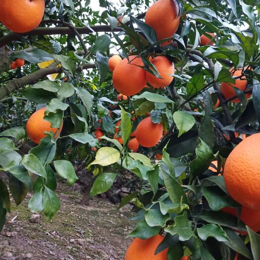 奉节奉节脐橙 保证新鲜，无农药残留的绿色食品。