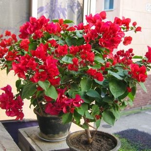 平邑县潮州红三角梅  三角梅盆栽  带花带土发货  重瓣开花不断
