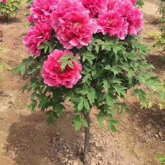 菏泽山东菏泽 独杆树桩牡丹 花王 皇冠 海黄 芳纪