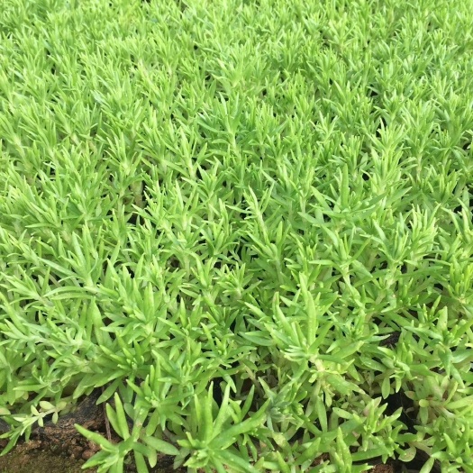 青州市 佛甲草