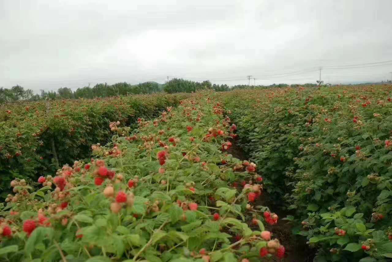  双季树莓苗，哈瑞，秋萍，产地直销，欢迎选购。