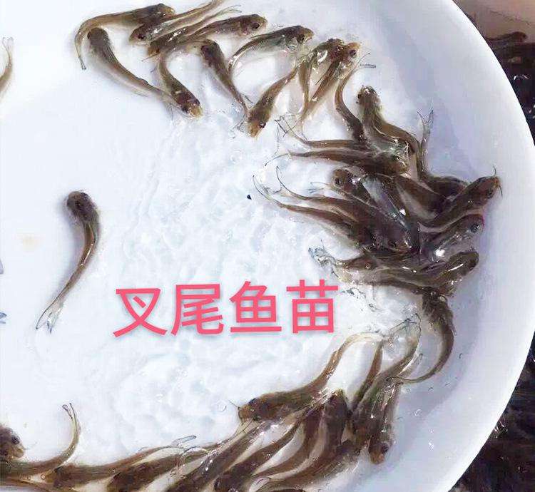  供应斑点叉尾鮰鱼苗，货源充足，质量保证！！！